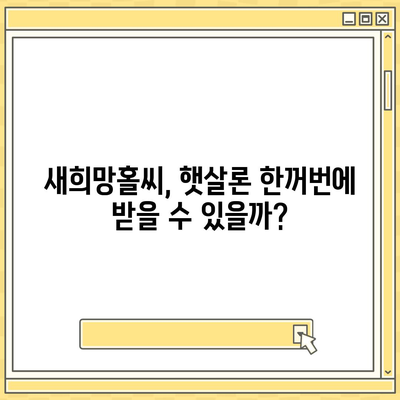 새희망홀씨, 햇살론 중복 사용 가능할까요? | 정부 지원 서민 대출, 재신청 조건 완벽 정리