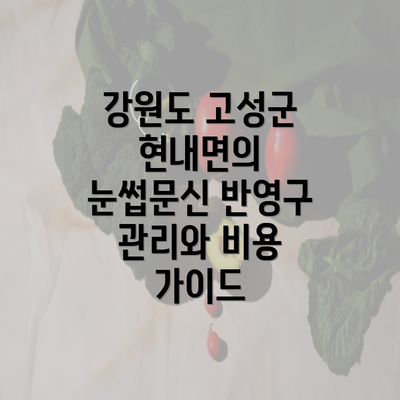 강원도 고성군 현내면의 눈썹문신 반영구 관리와 비용 가이드