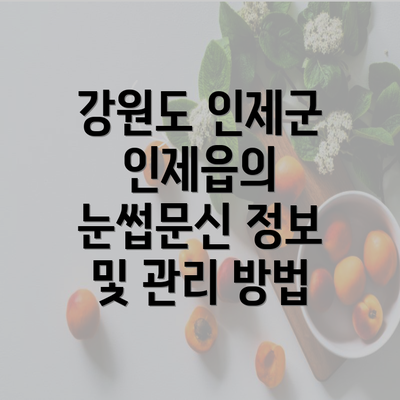 강원도 인제군 인제읍의 눈썹문신 정보 및 관리 방법