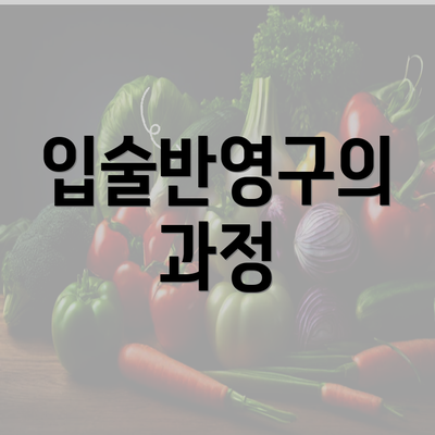 입술반영구의 과정